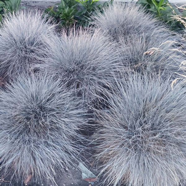 Основное изображение товара