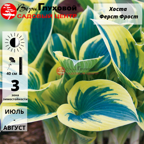 Хоста Ферст Фрост