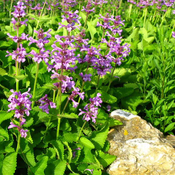 Чистец Монье Хуммело